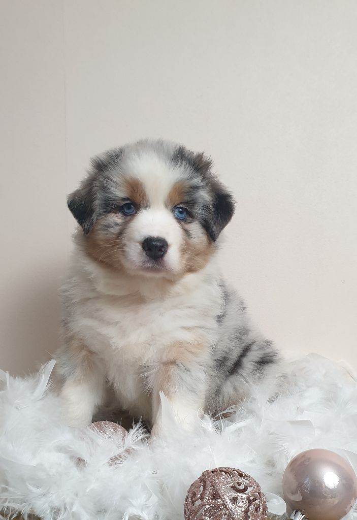 Des Legendes D'aenarok - Chiot disponible  - Berger Australien