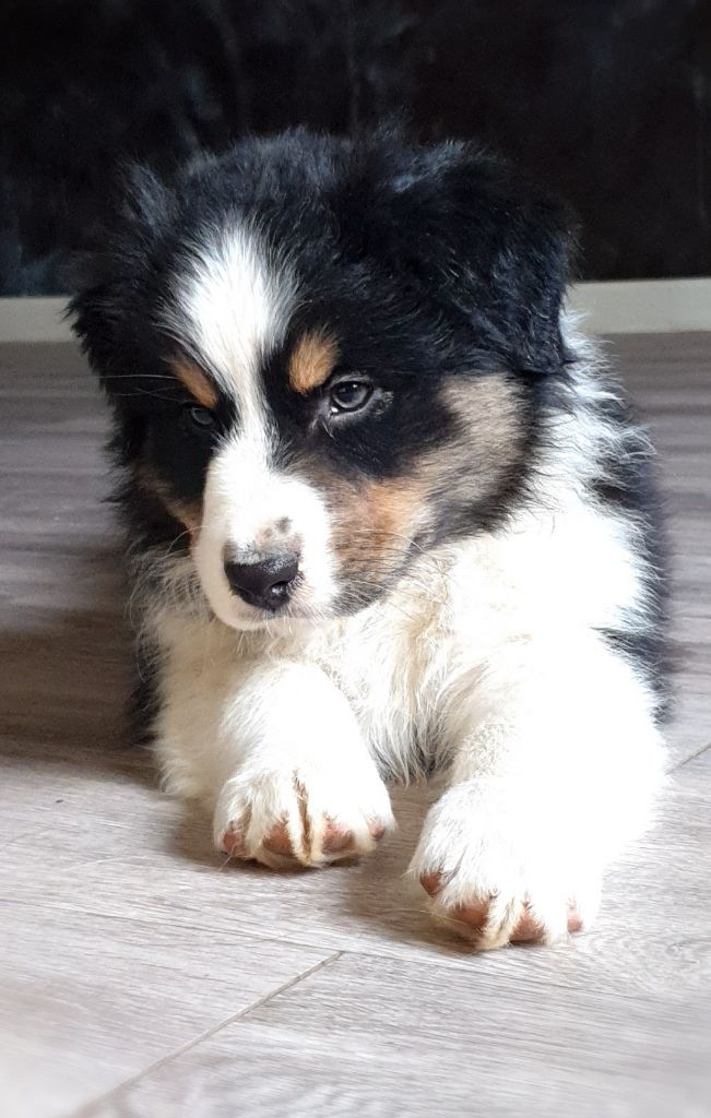 Des Legendes D'aenarok - Chiot disponible  - Berger Australien