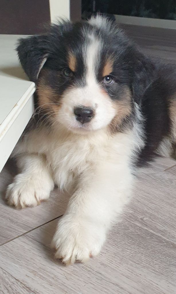 Des Legendes D'aenarok - Chiot disponible  - Berger Australien