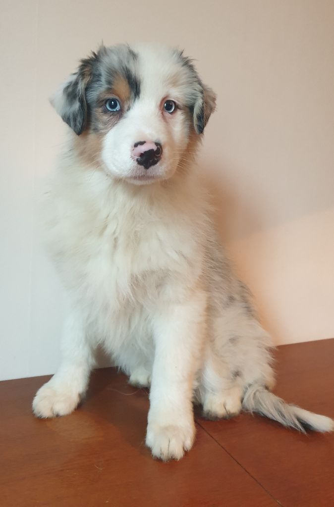 Des Legendes D'aenarok - Chiot disponible  - Berger Australien