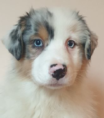 Femelle bleu merle 2