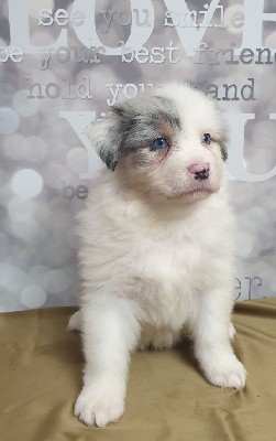 Femelle bleu merle 2