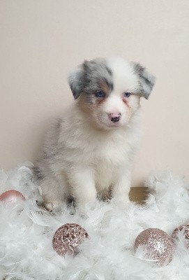 Femelle bleu merle 2