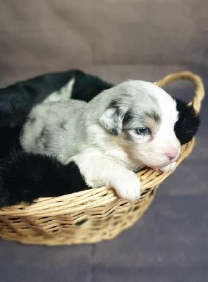 Femelle bleu merle 2