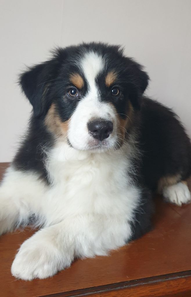 Des Legendes D'aenarok - Chiot disponible  - Berger Australien