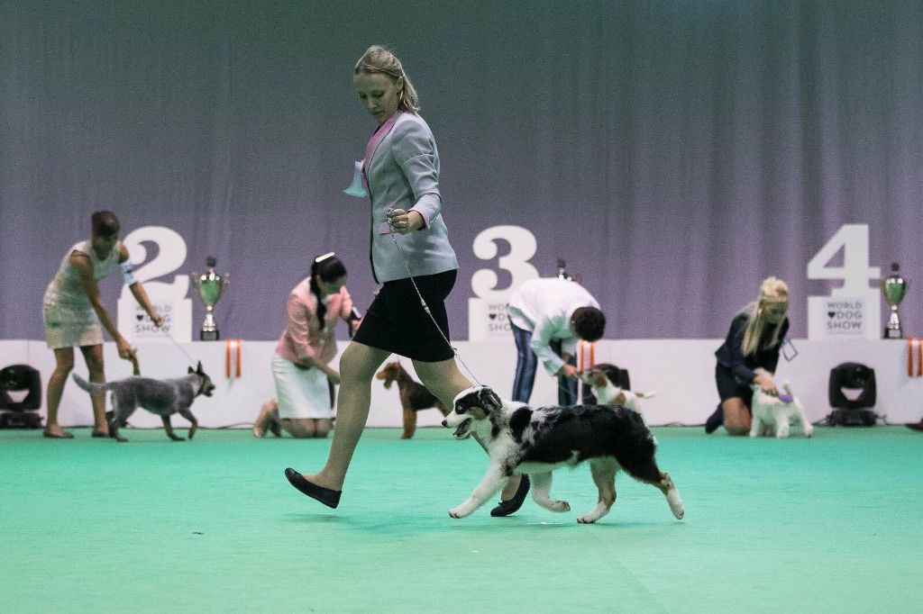 Des Legendes D'aenarok - Sky remporte le WORLD DOG SHOW Baby