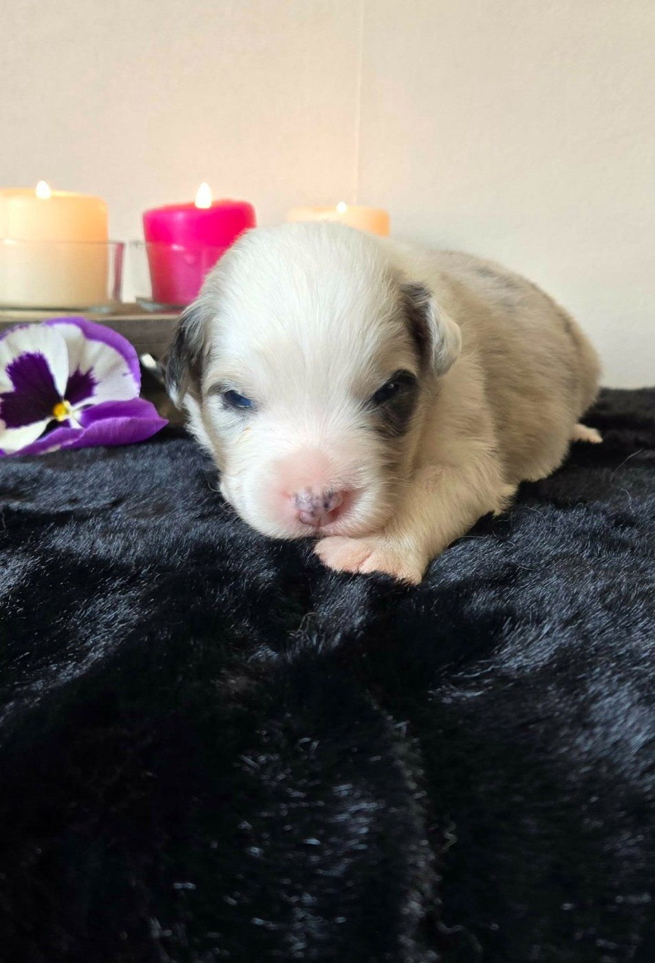 Des Legendes D'aenarok - Chiots disponibles - Berger Australien