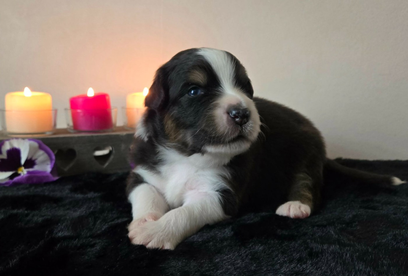 Des Legendes D'aenarok - Chiots disponibles - Berger Australien