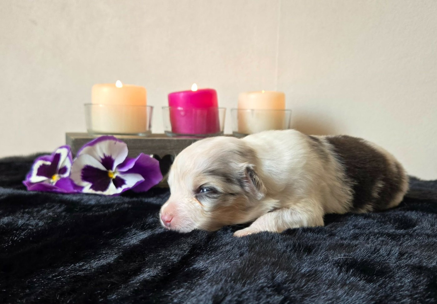 Des Legendes D'aenarok - Chiots disponibles - Berger Australien