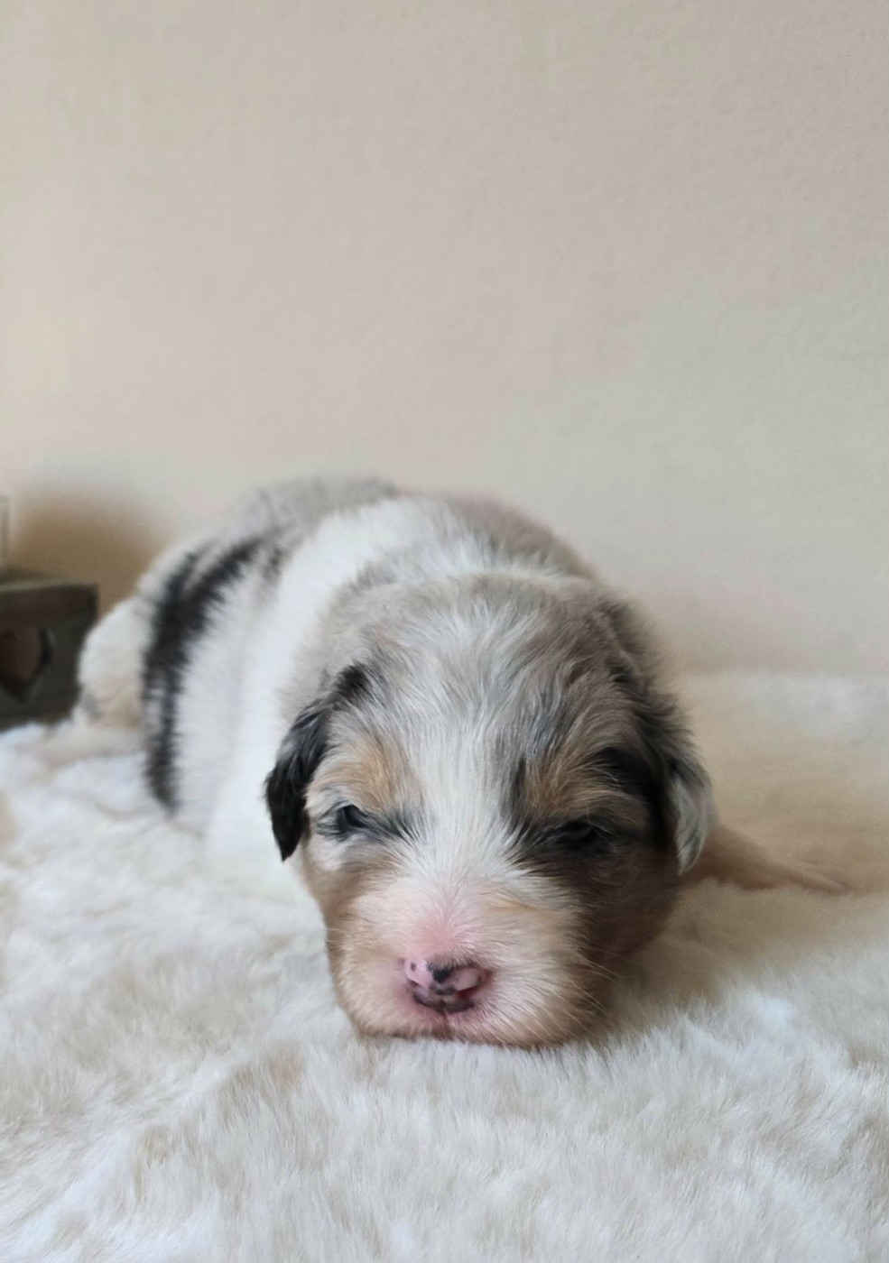 Des Legendes D'aenarok - Chiots disponibles - Berger Australien