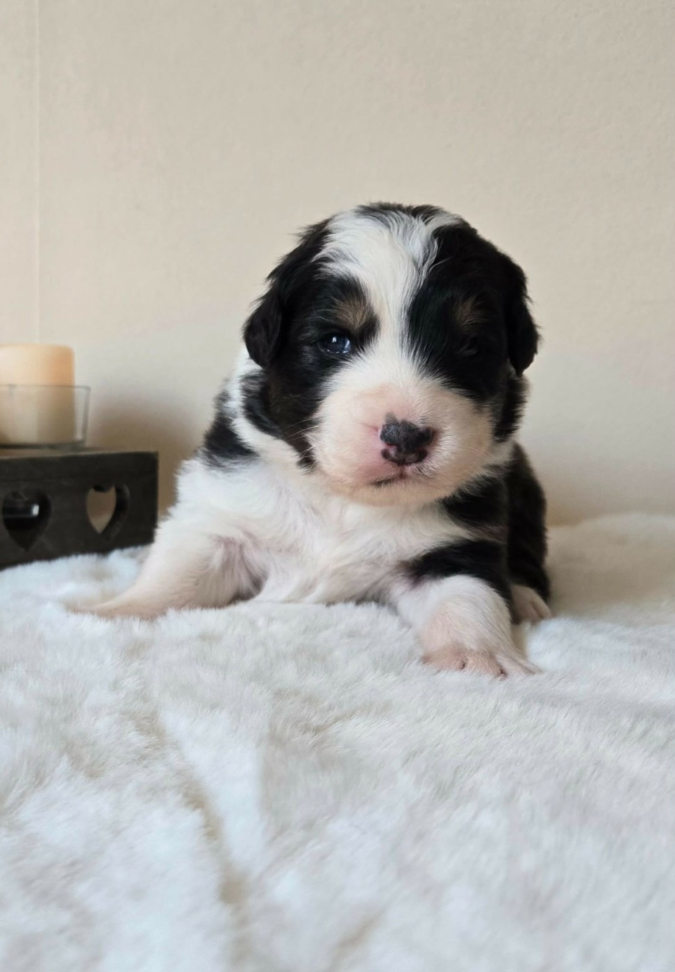 Des Legendes D'aenarok - Chiots disponibles - Berger Australien