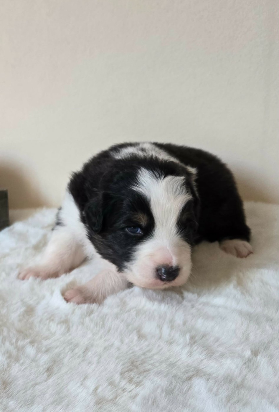 Des Legendes D'aenarok - Chiots disponibles - Berger Australien