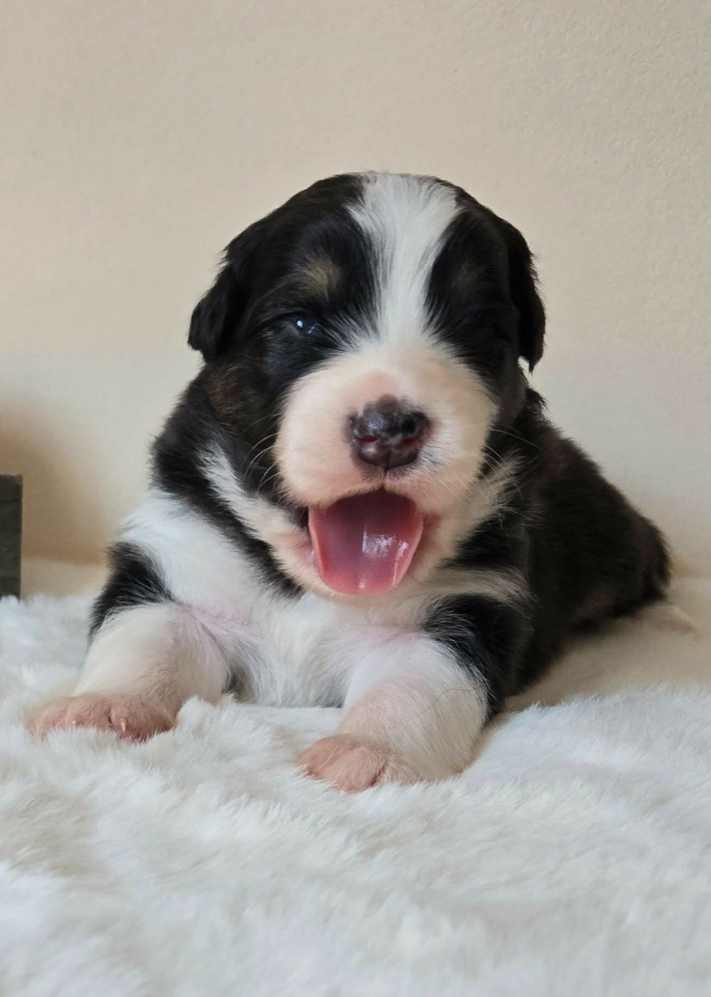 Des Legendes D'aenarok - Chiots disponibles - Berger Australien