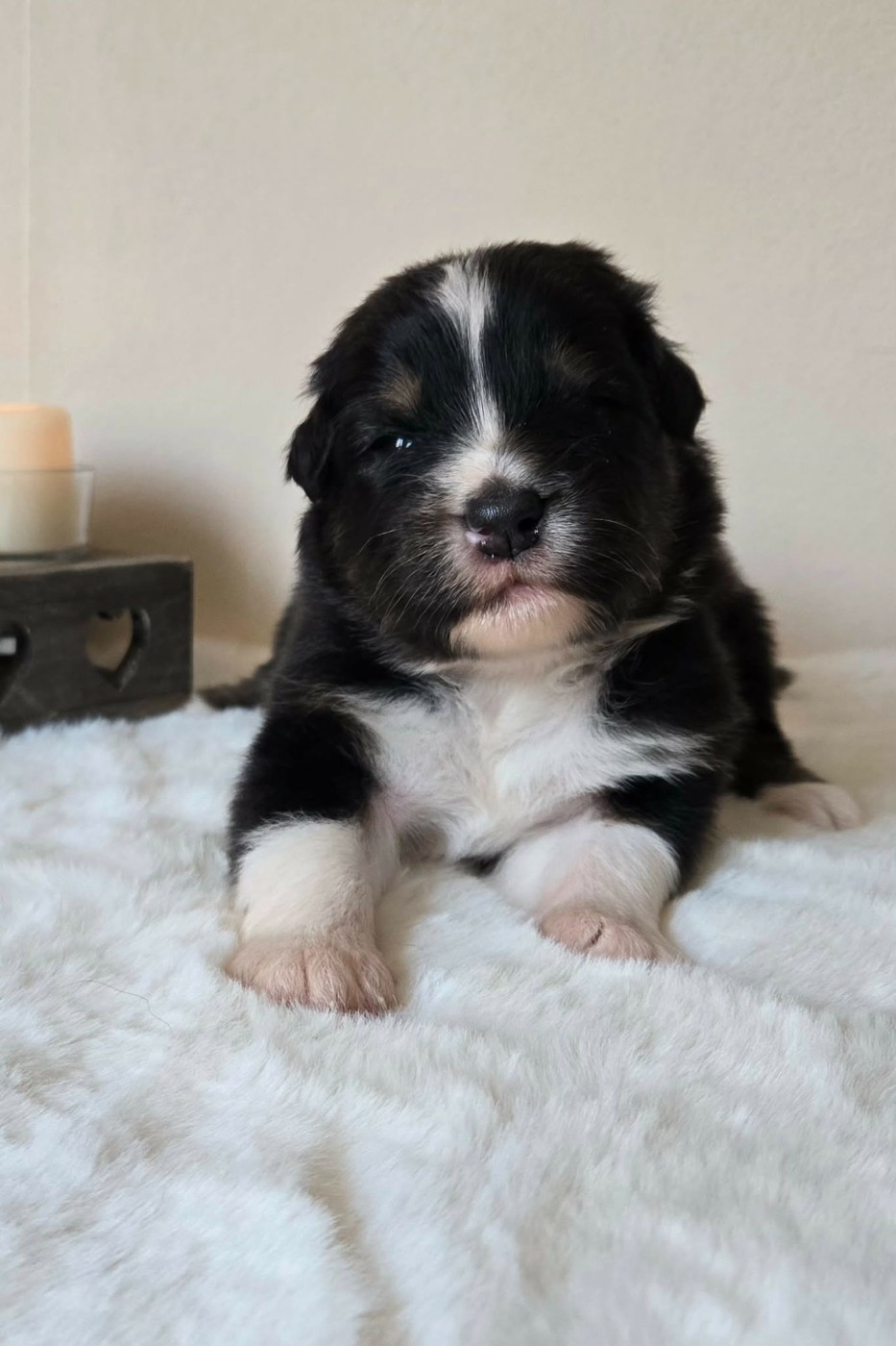 Des Legendes D'aenarok - Chiots disponibles - Berger Australien