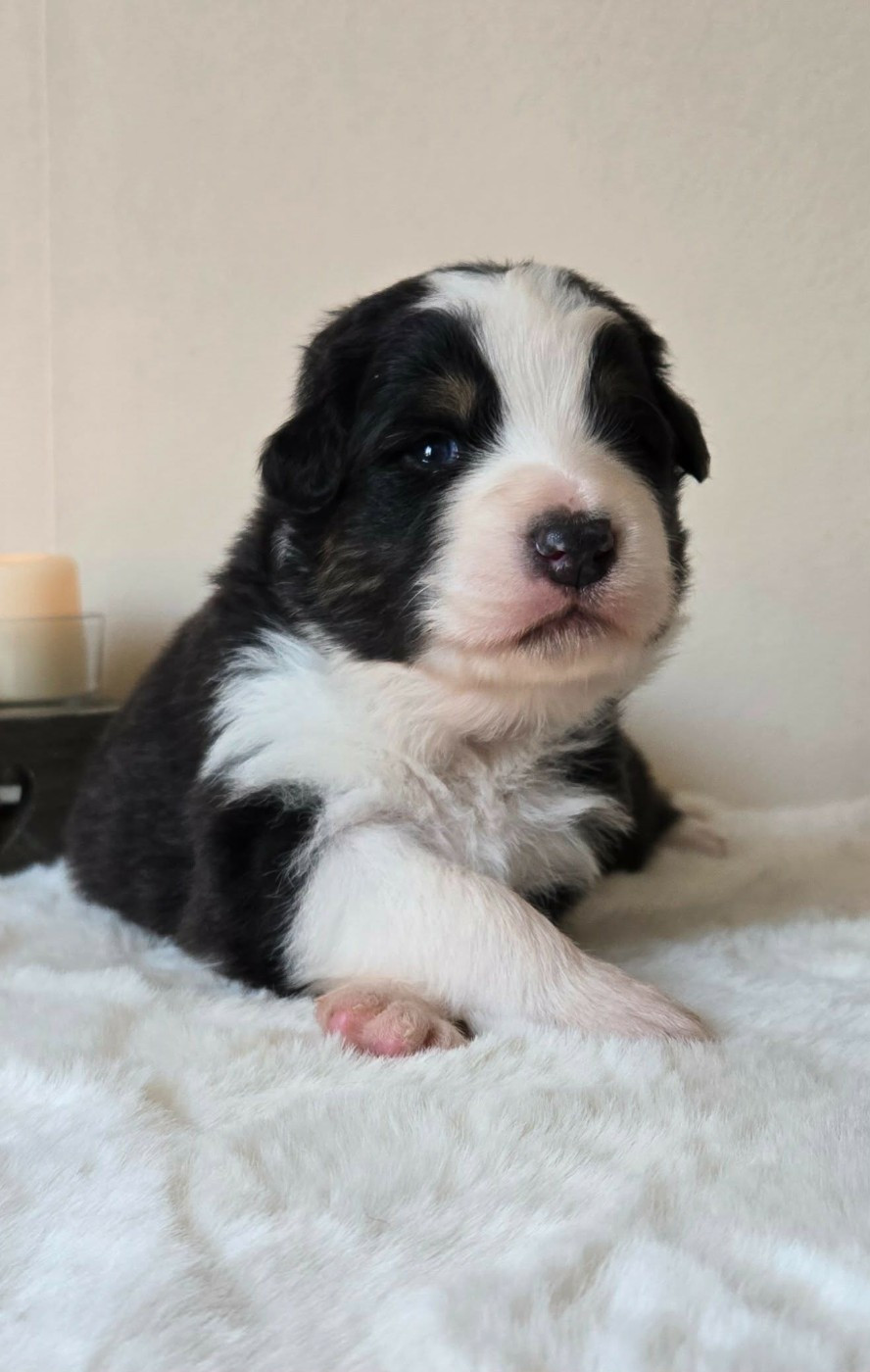 Des Legendes D'aenarok - Chiots disponibles - Berger Australien