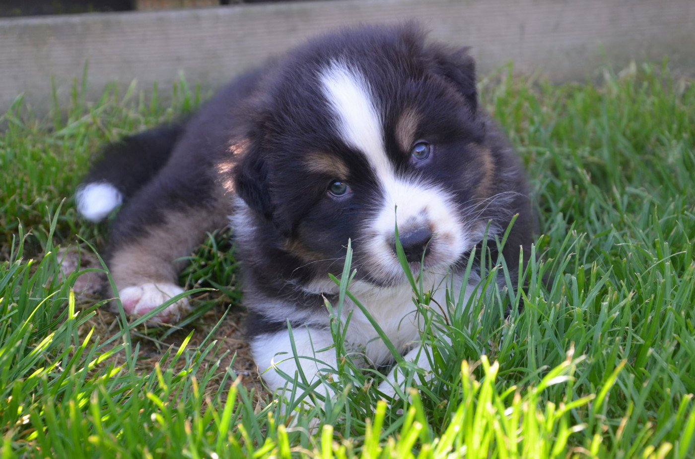 Des Legendes D'aenarok - Chiots disponibles - Berger Australien