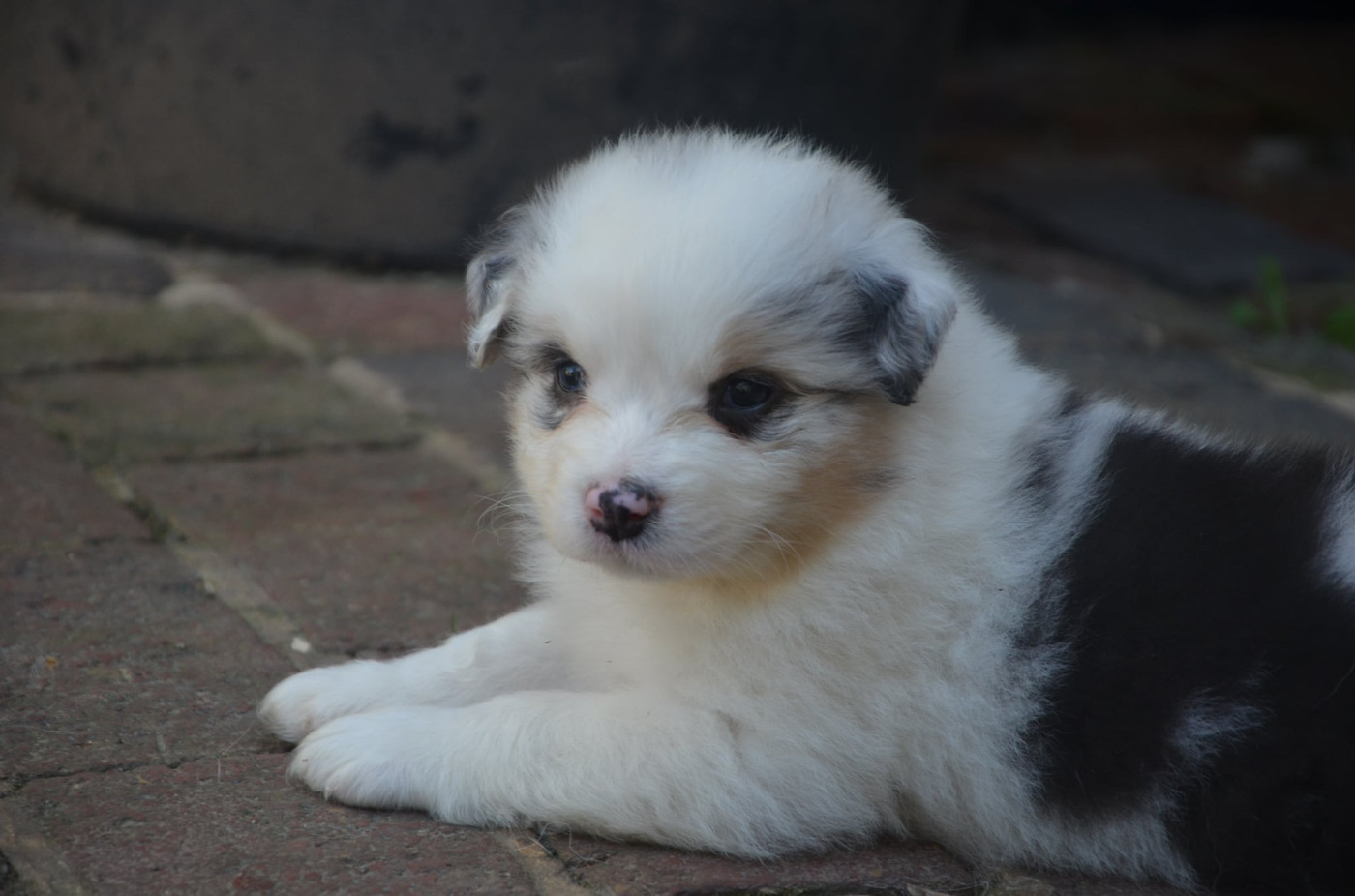 Des Legendes D'aenarok - Chiots disponibles - Berger Australien
