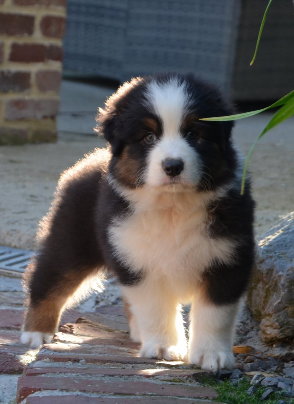 Des Legendes D'aenarok - Chiots disponibles - Berger Australien