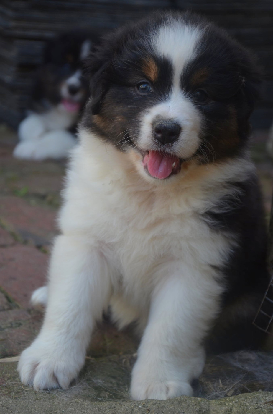 Des Legendes D'aenarok - Chiots disponibles - Berger Australien