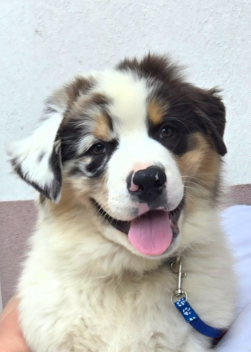 Des Legendes D'aenarok - Chiots disponibles - Berger Australien