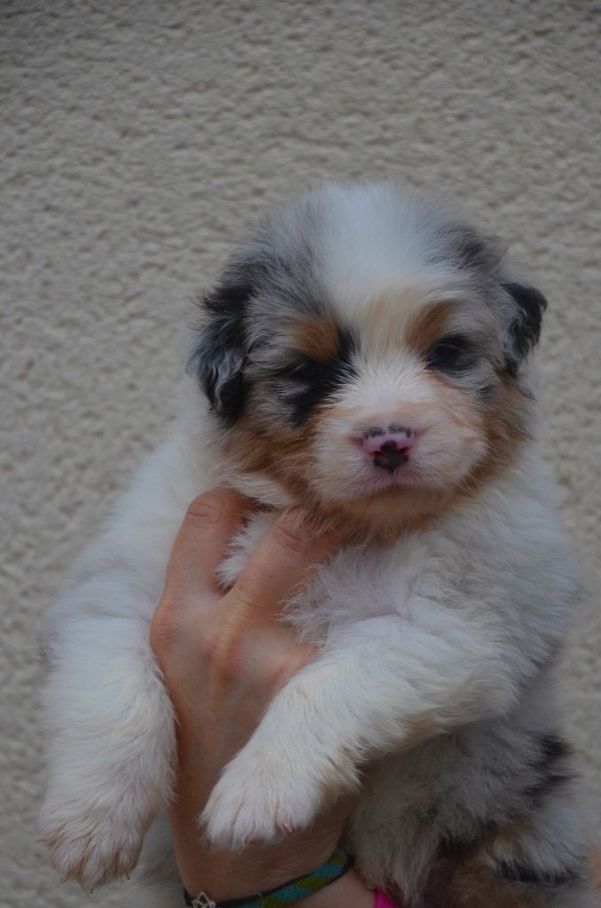 Des Legendes D'aenarok - Berger Australien - Portée née le 07/10/2023