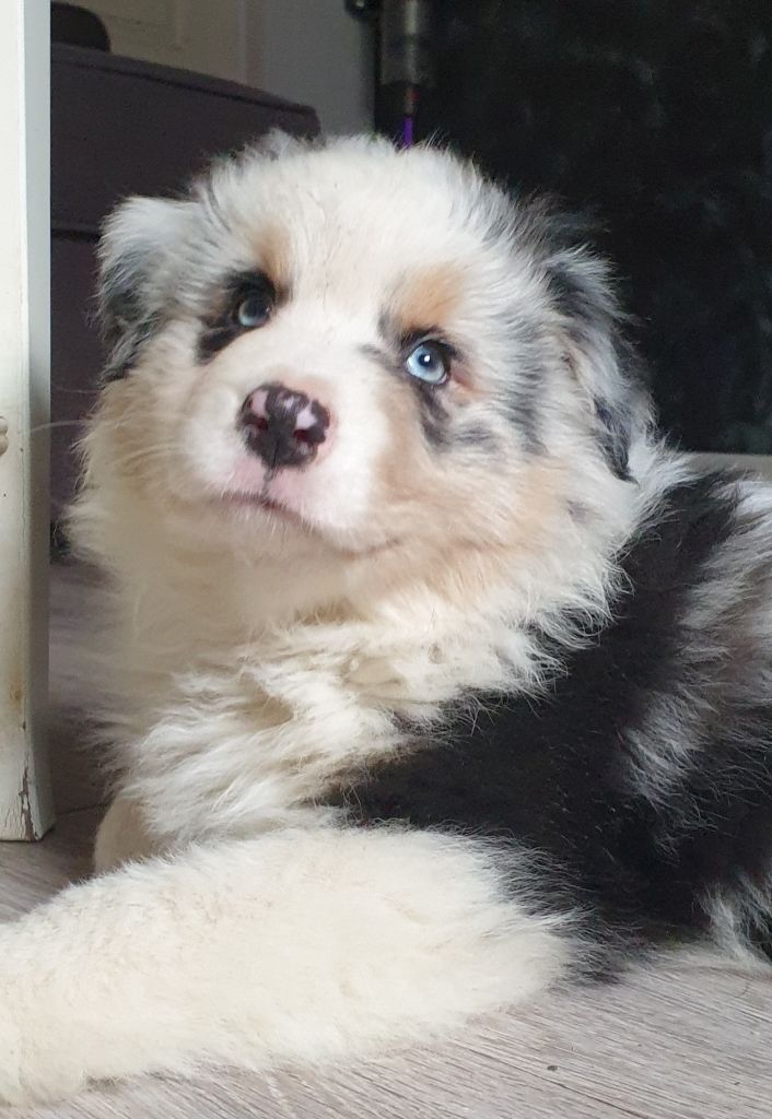 Des Legendes D'aenarok - Berger Australien - Portée née le 22/10/2024