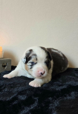 Mâle Bleu merle