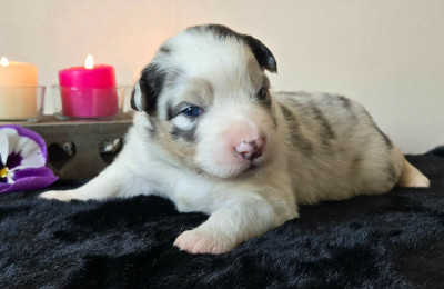 femelle bleue merle