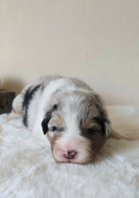 Femelle bleue merle