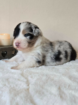 Mâle bleu merle