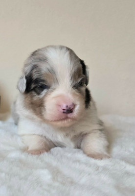 Mâle Bleu merle