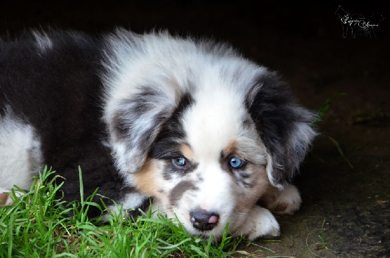 Des Legendes D'aenarok - Berger Australien - Portée née le 11/07/2014
